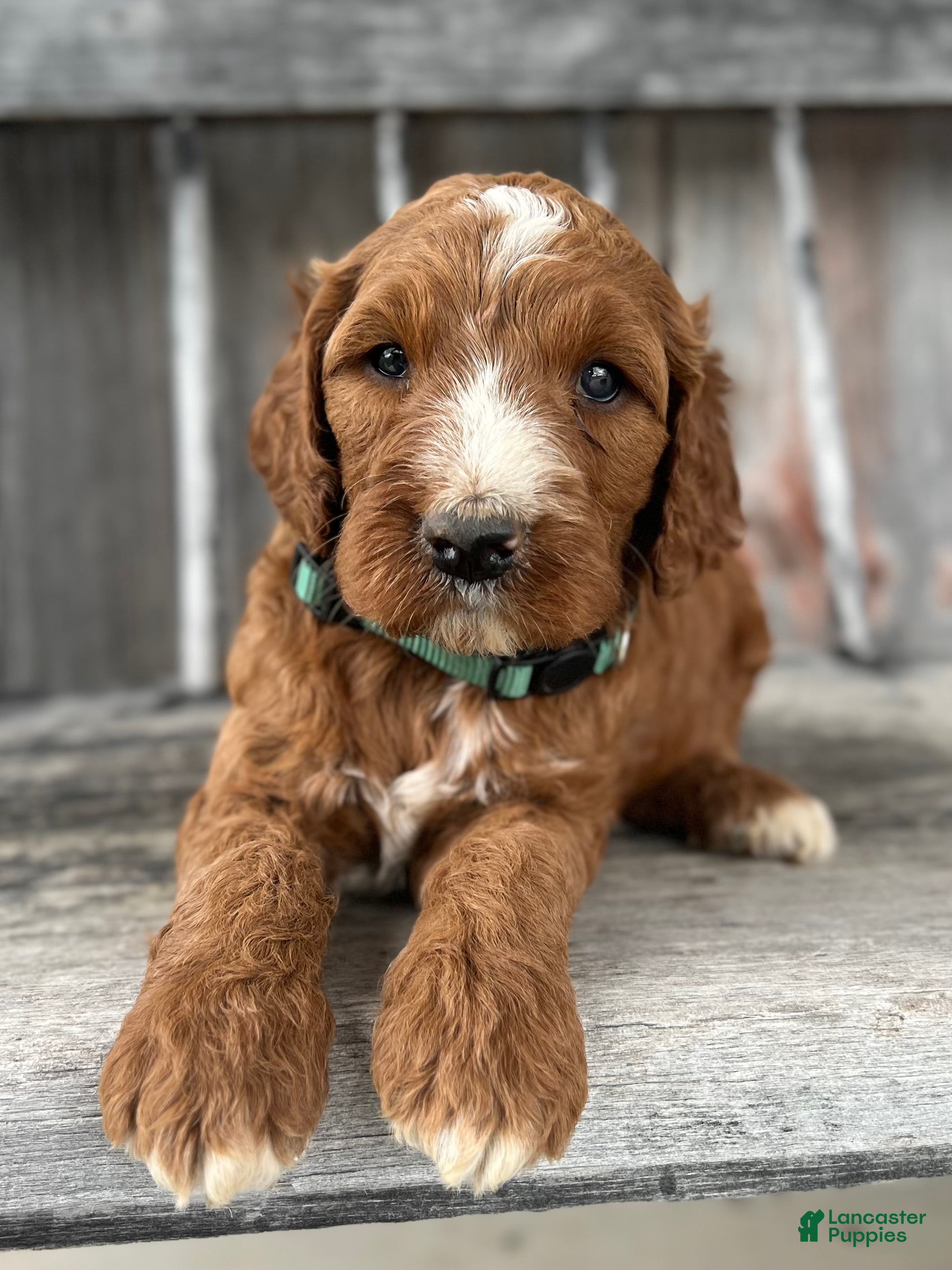 Irish Doodle dogs Ash - Ad 2
