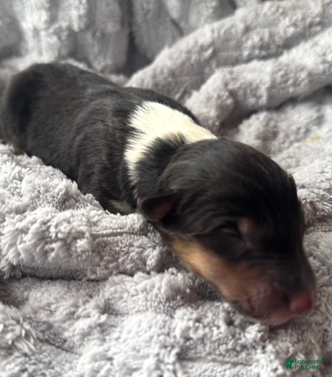 Collie dogs for sale: Silver - Ad 2