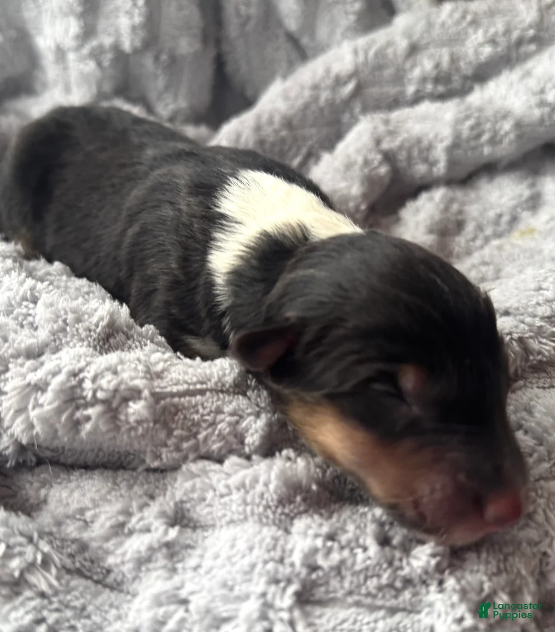 Collie dogs for sale: Silver - Ad 2