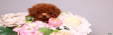 HÉLÈNE TINY RED TEACUP TOY POODLE GIRL