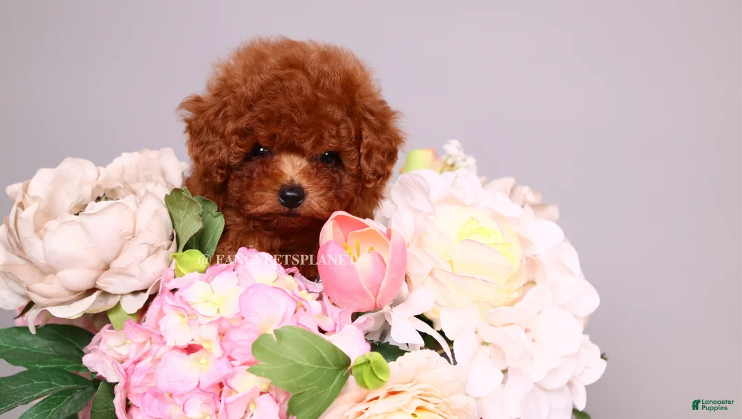 Toy Poodle dogs for sale: HÉLÈNE TINY RED TEACUP TOY POODLE GIRL - Ad 1