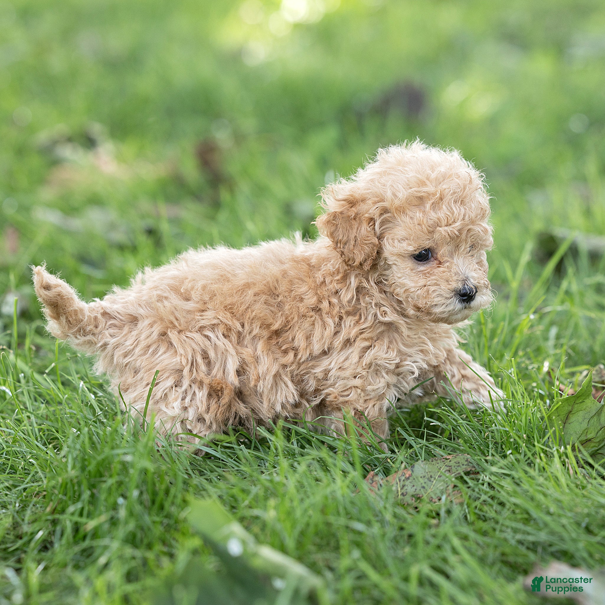 Maltipoo dogs Winston Maltipoo  - Ad 2