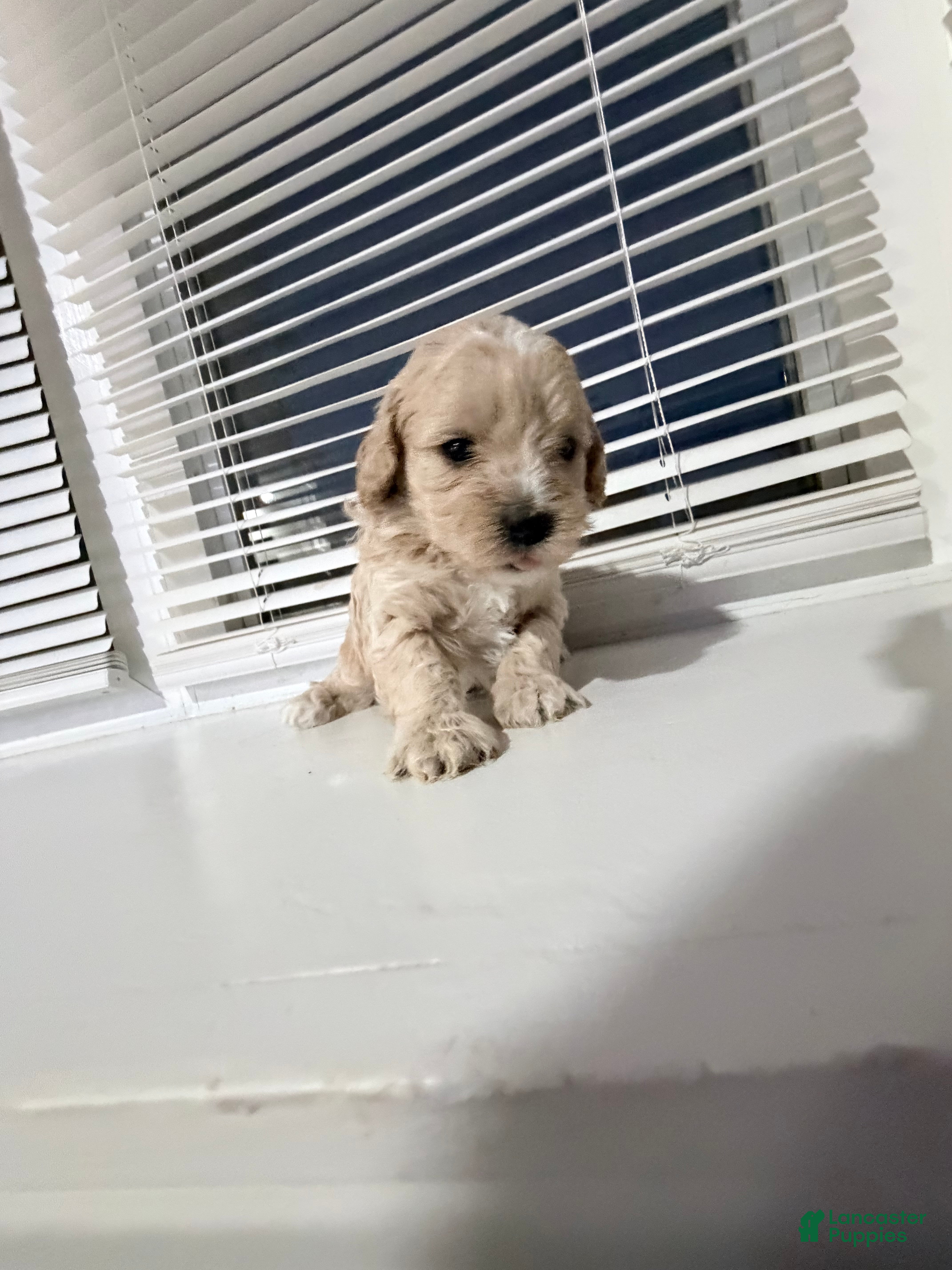 Toy Poodle dogs Brownie - Ad 1
