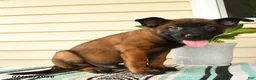 Belgian Malinois dogs for sale: Amani - Ad 2