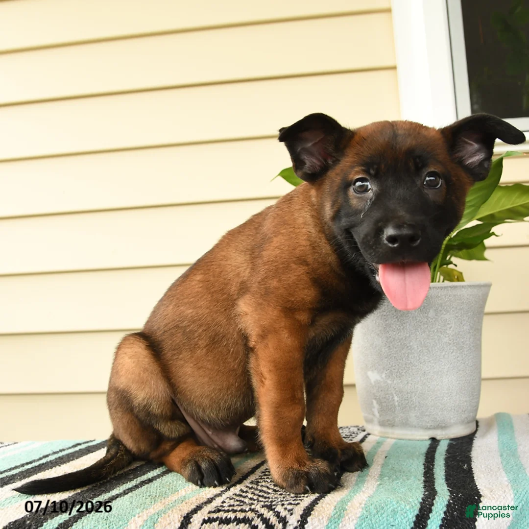 Belgian Malinois dogs for sale: Amani - Ad 2