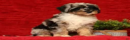 Sheepadoodle dogs for sale: Molly - Ad 4