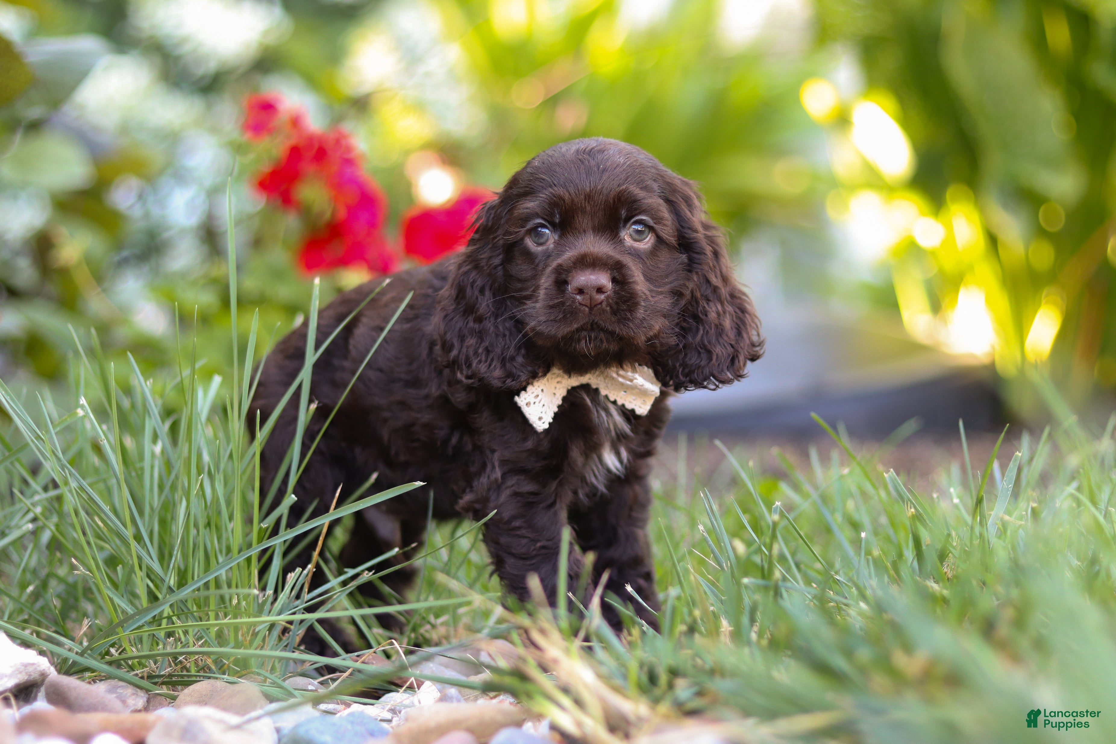 Cocker Spaniel dogs Denver - Ad 1