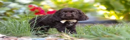 Cocker Spaniel dogs for sale: Denver - Ad 1