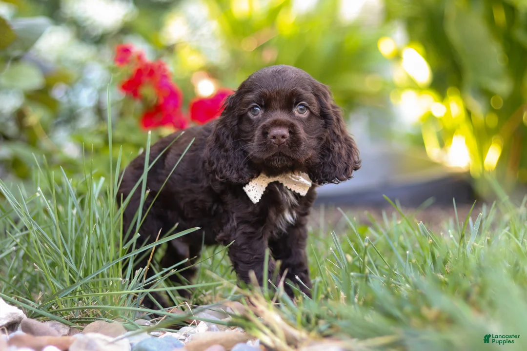 Cocker Spaniel dogs for sale: Denver - Ad 1