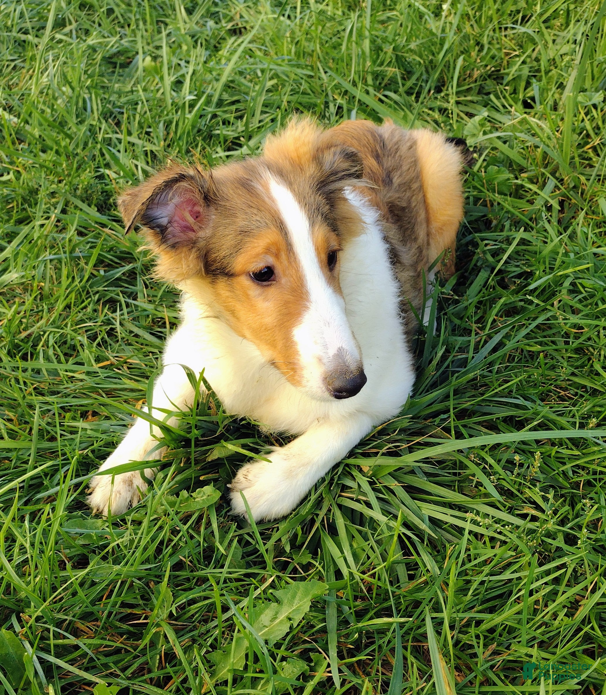 Shetland Sheepdog dogs Trump - Ad 20