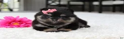 Pomeranian dogs for sale: Tessa - Ad 3