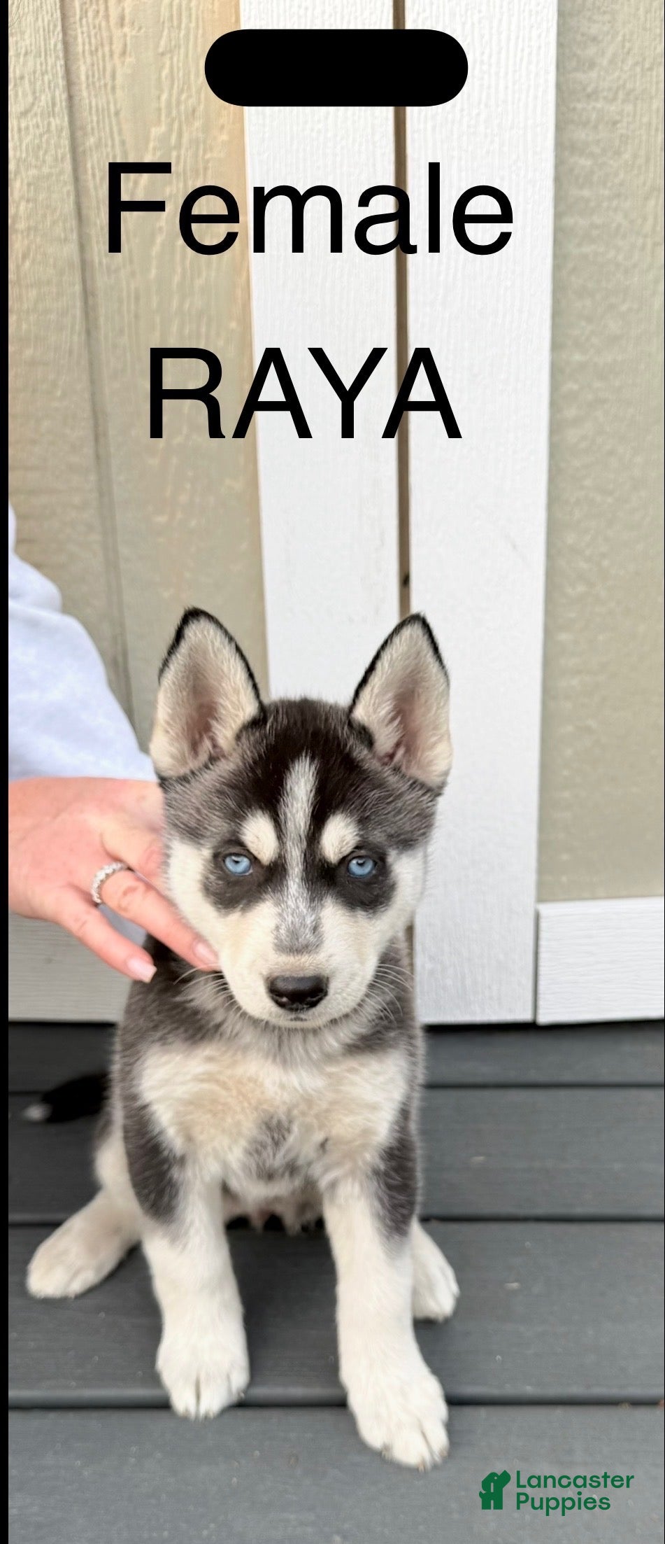 Gerberian Shepsky dogs Gerberian Shepsky Puppy 5 - Ad 3