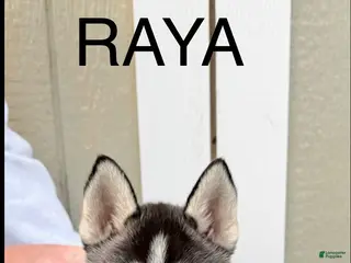 Gerberian Shepsky dogs Gerberian Shepsky Puppy 5 - Ad 21