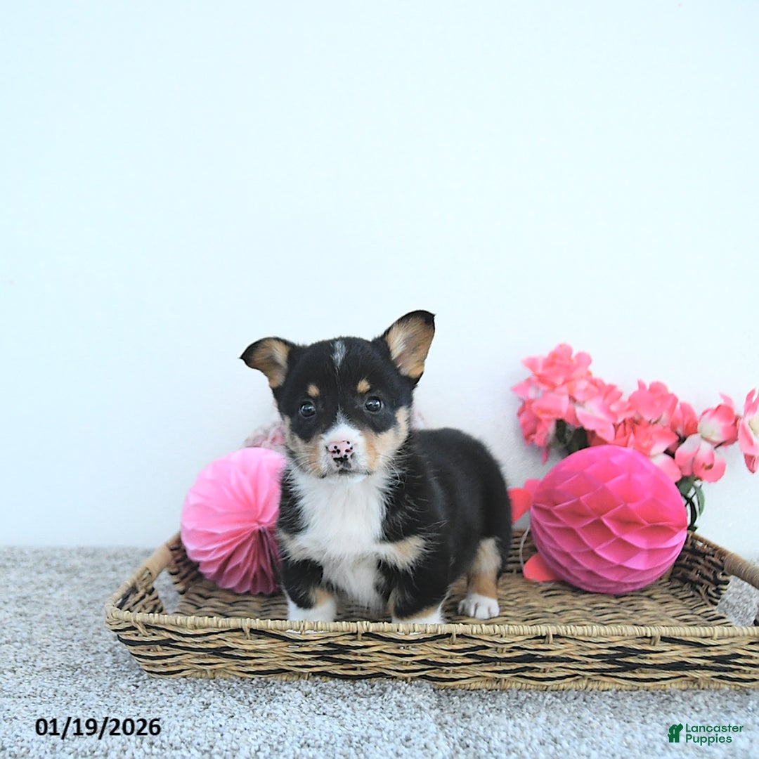 Welsh Corgi Pembroke dogs for sale: Jack  - Ad 2
