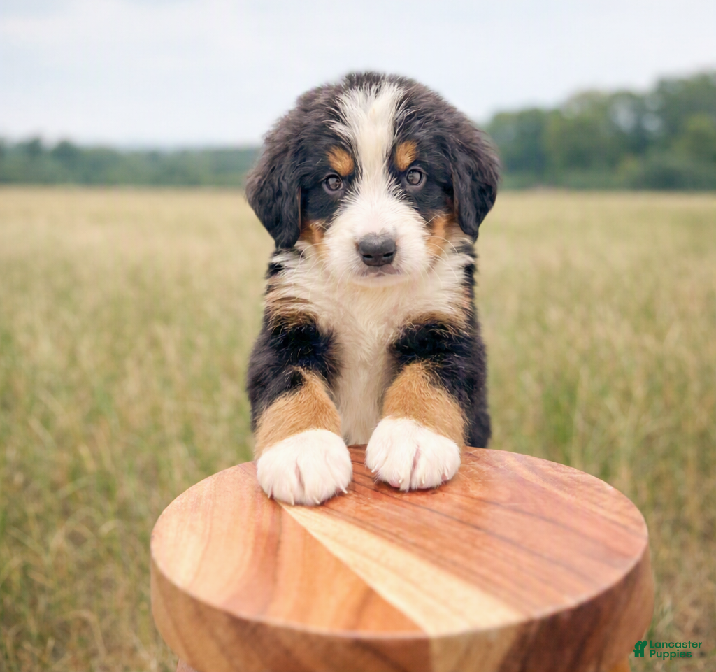 Bernese Mountain Dog dogs Judge - Ad 2