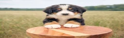 Bernese Mountain Dog dogs for sale: Judge - Ad 2
