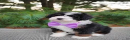 Bernedoodle dogs for sale: Bonbon - Ad 4