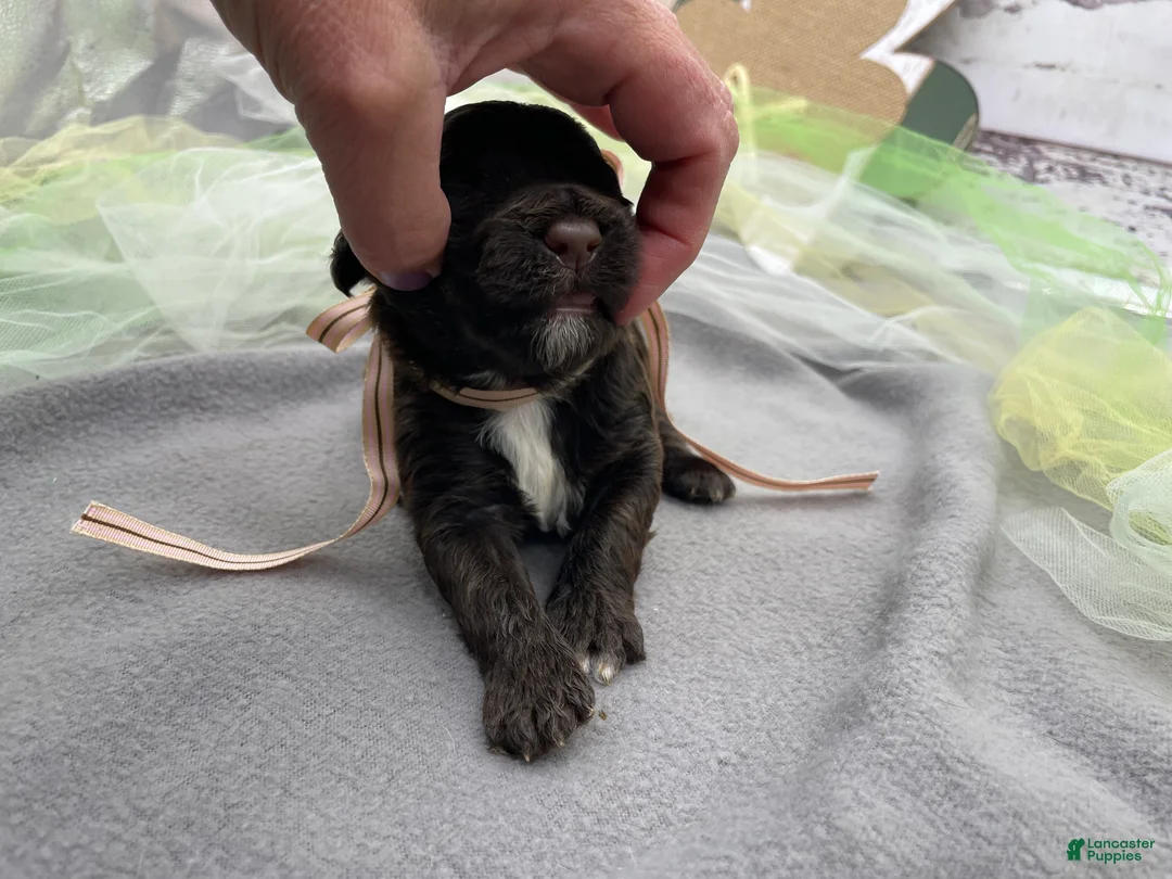 Portuguese Water Dog dogs for sale: Brie - Ad 3