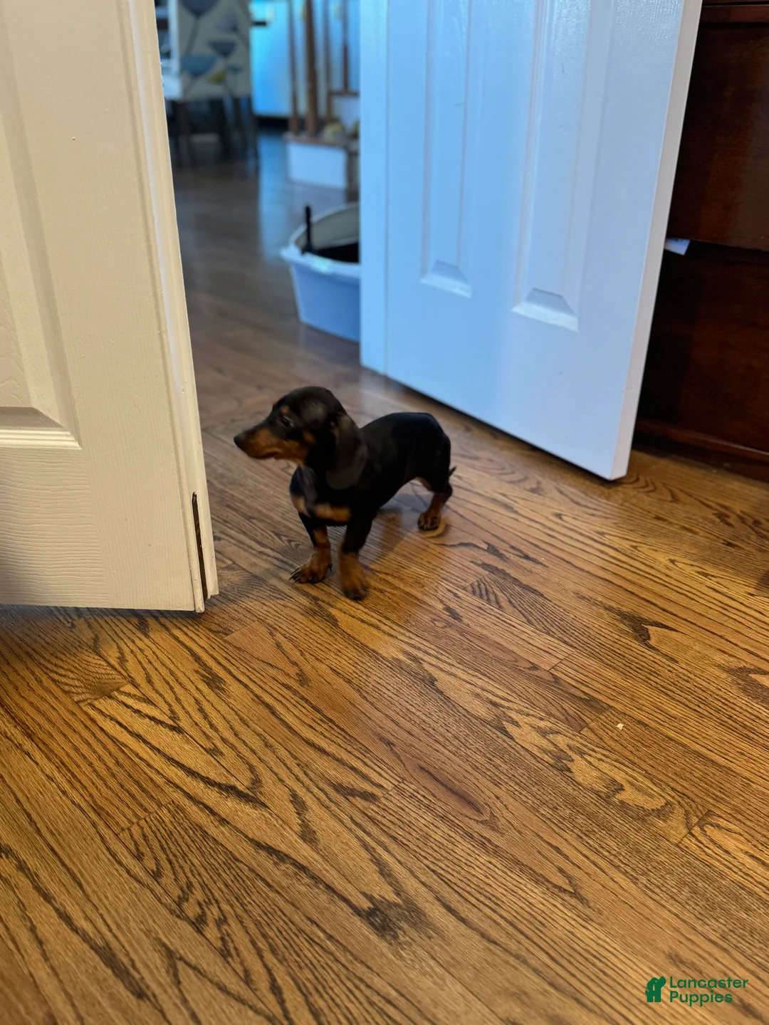 Miniature Dachshund dogs for sale: Twinkle - Ad 3
