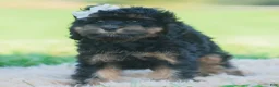 Cavapoo dogs for sale: Mindy - Ad 5