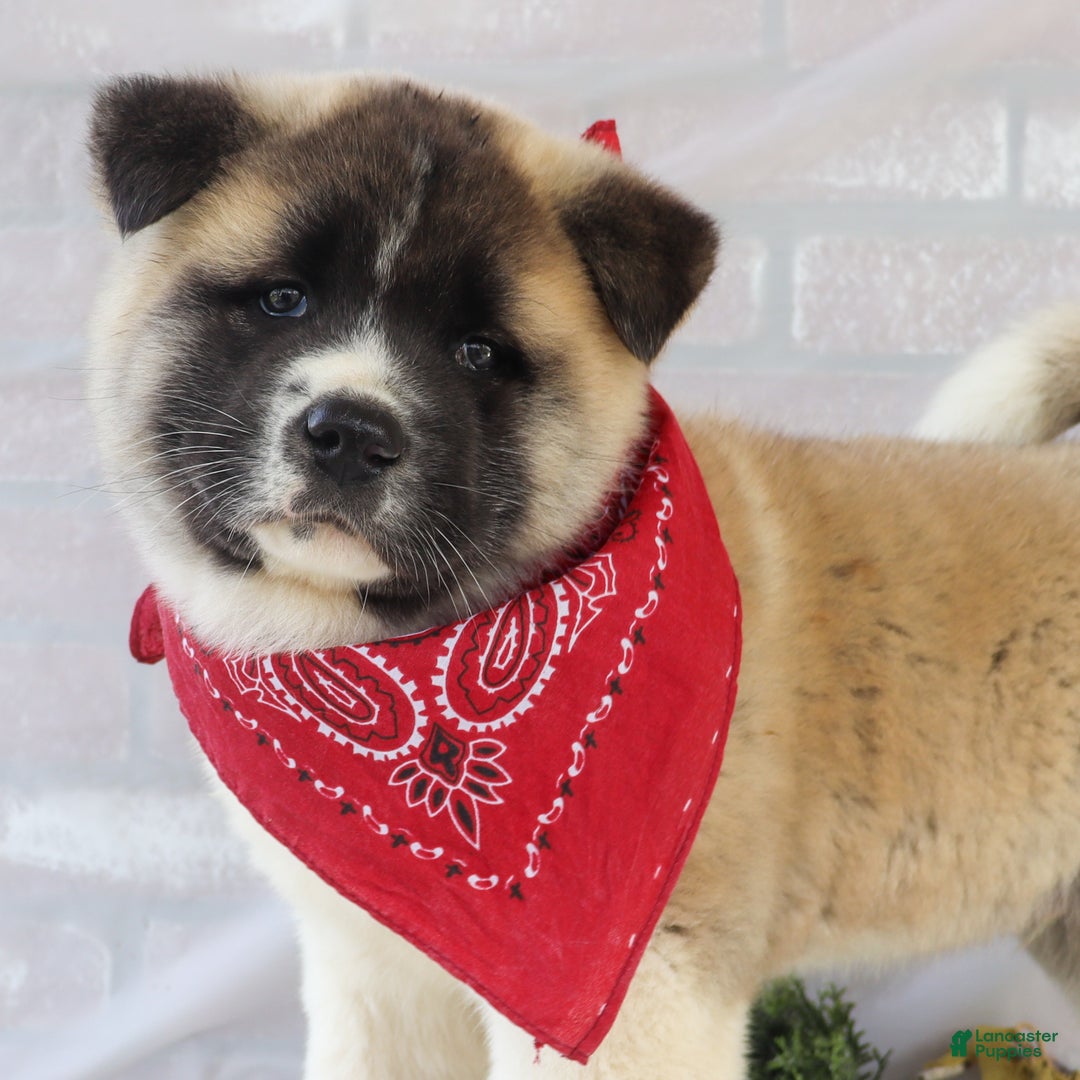 Akita dogs for sale: Trevor - Ad 20