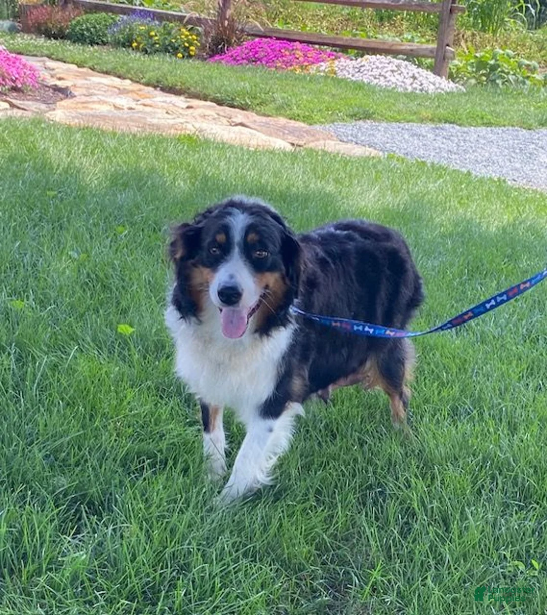 Australian Shepherd dogs for sale: Rowdy - Ad 6