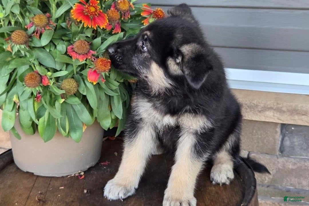 German Shepherd dogs for sale: Anthony - Ad 3