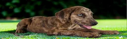 Catahoula Leopard Dog dogs for sale: Tigger 2026 Female 3 - Ad 20