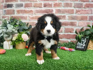 Bernese Mountain Dog dogs Mistletoe - Ad 24