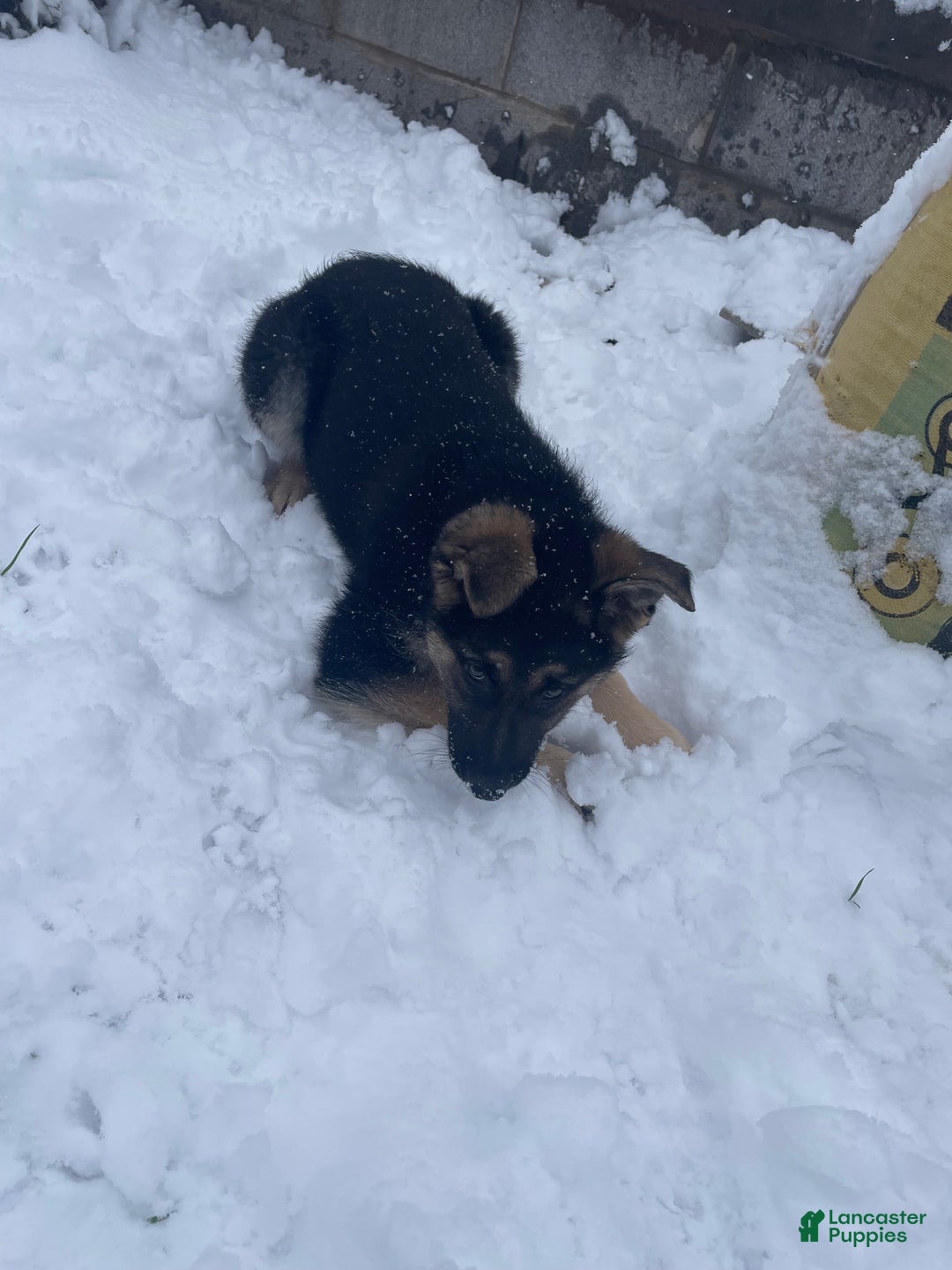 German Shepherd dogs for sale: Fiona - Ad 2