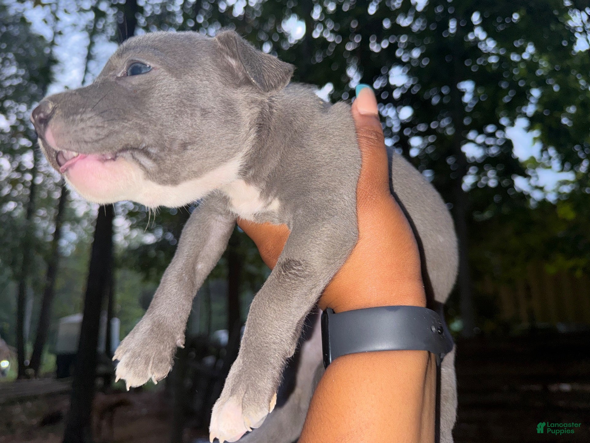 American Pit Bull Terrier dogs American Pit Bull Terrier 2 - Ad 1