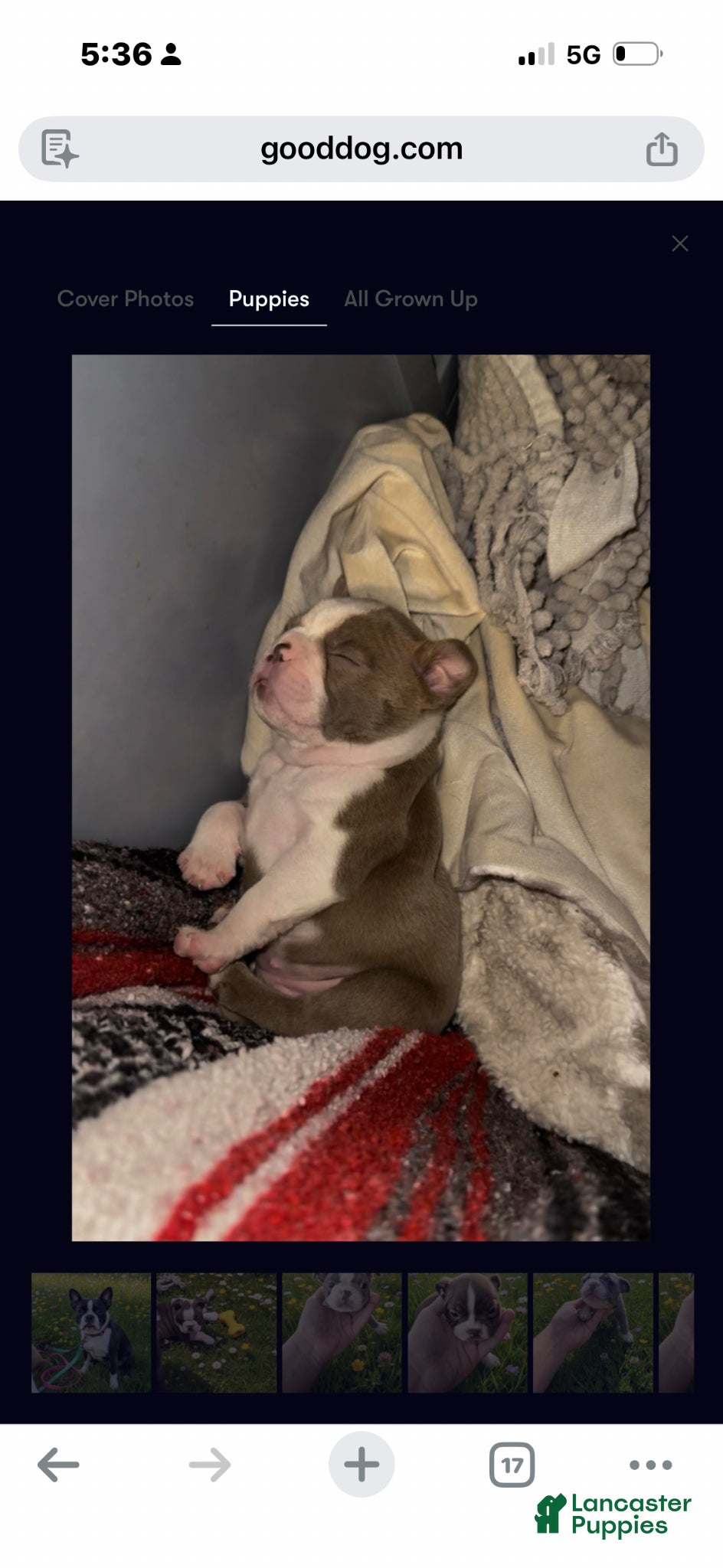 Boston Terrier dogs Boston Terrier Puppy 1 - Ad 36