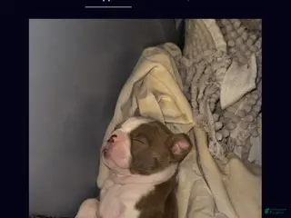 Boston Terrier dogs Boston Terrier Puppy 1 - Ad 36