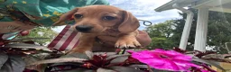 Miniature Dachshund dogs for sale: Miniature Dachshund 1 - Ad 2