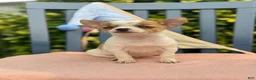 Chihuahua dogs for sale: Honey - Ad 4
