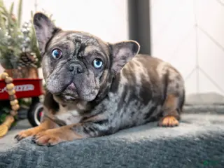 French Bulldog dogs Leah - Ad 8