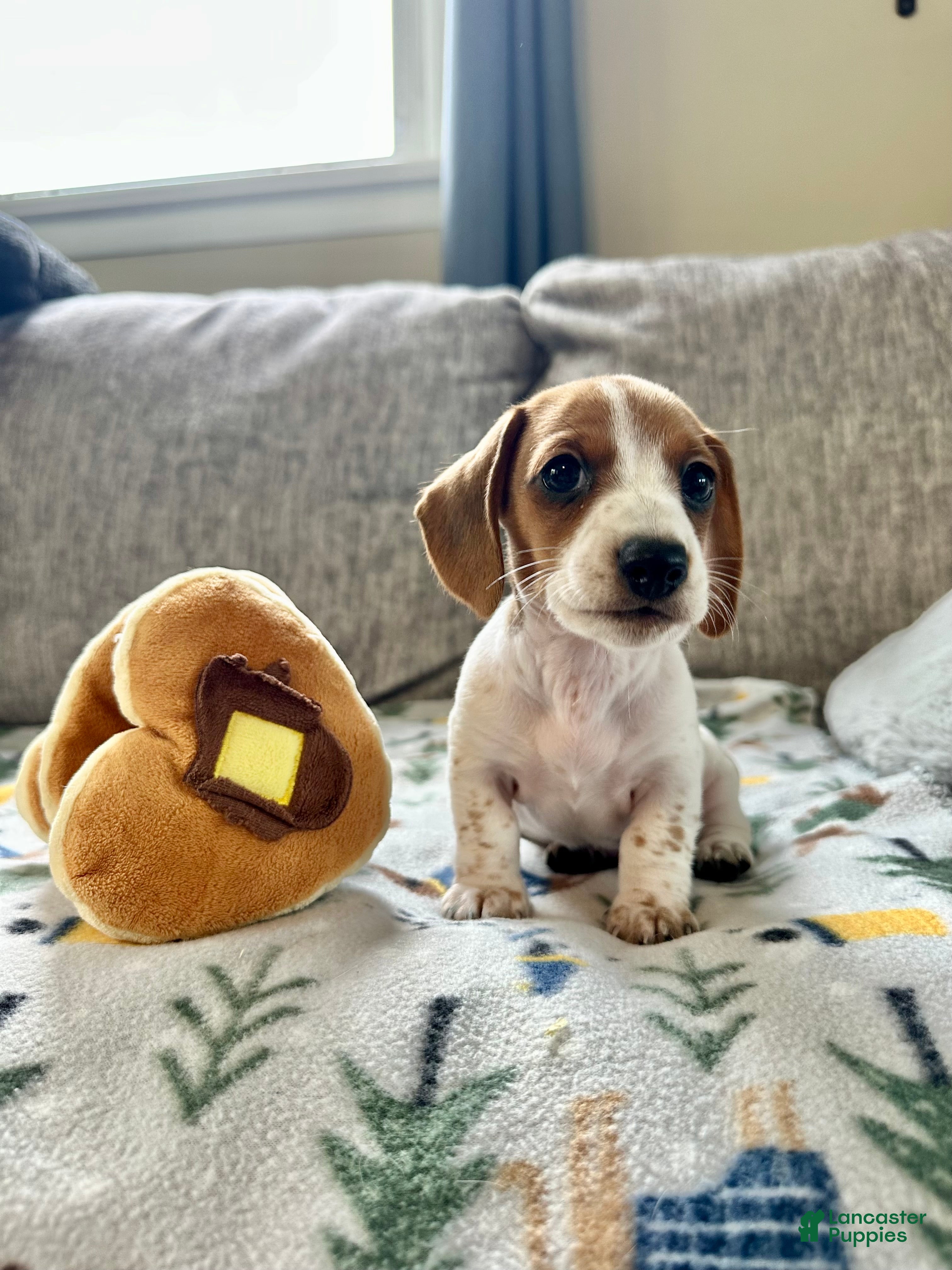 Miniature Dachshund dogs Coconut 🥥 - Ad 2