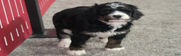 Bernedoodle dogs for sale: Jayla - Ad 3