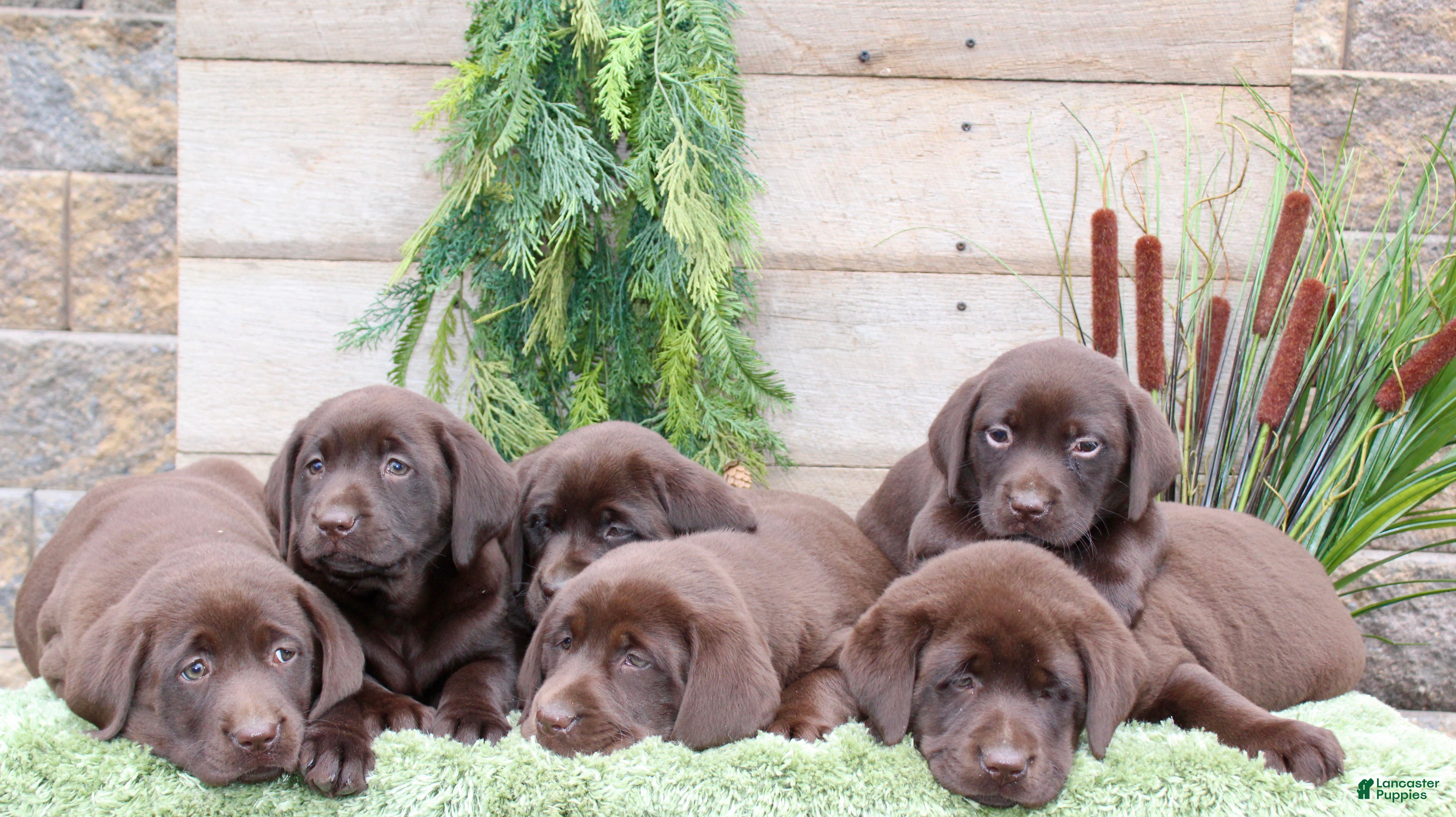 Labrador Retriever dogs Stacy - Ad 2