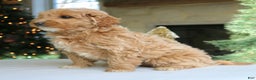 Mini Goldendoodle dogs for sale: Daisy  - Ad 3