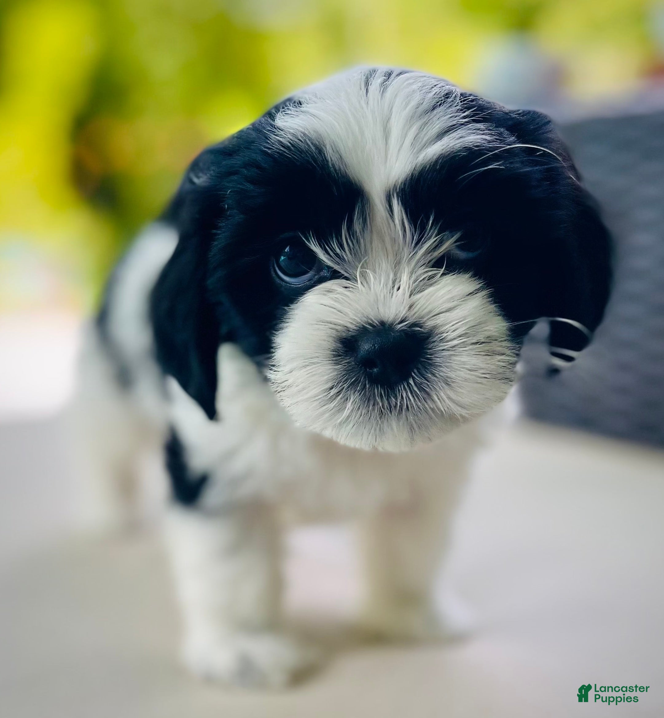 Mixed Breed dogs Twin 1 - Ad 36