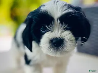 Mixed Breed dogs Twin 1 - Ad 36