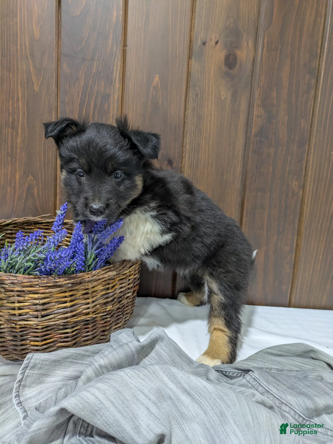 Mixed Breed dogs for sale: Violet - Ad 2