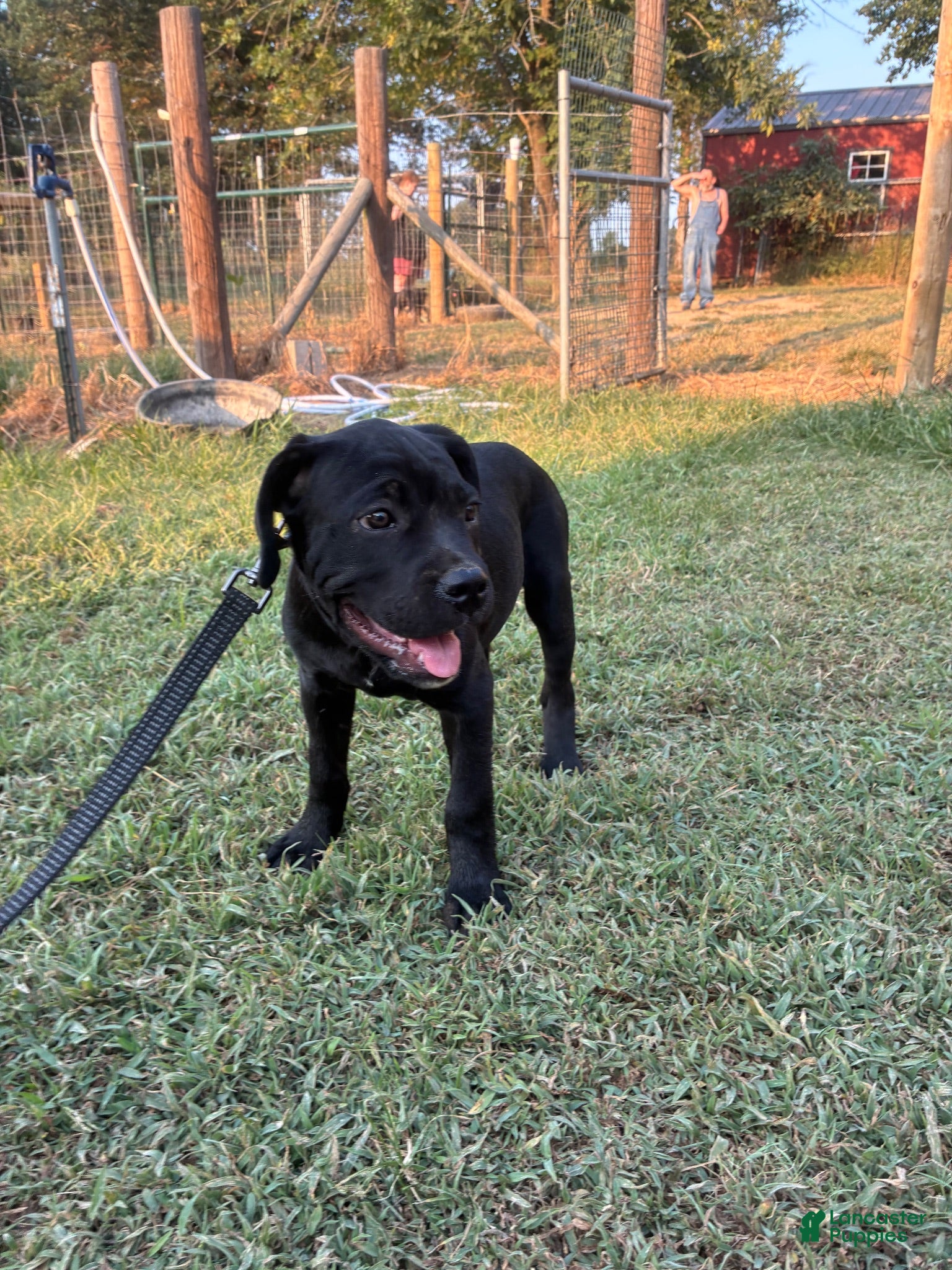 Cane Corso dogs Cane Corso Puppy 10 - Ad 11