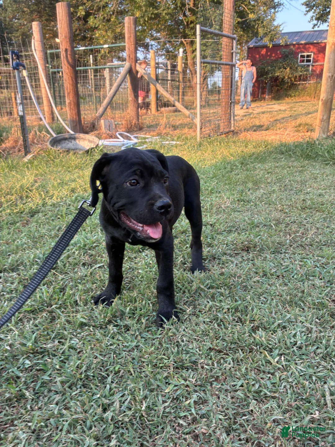 Cane Corso dogs for sale: Cane Corso Puppy 10 - Ad 1