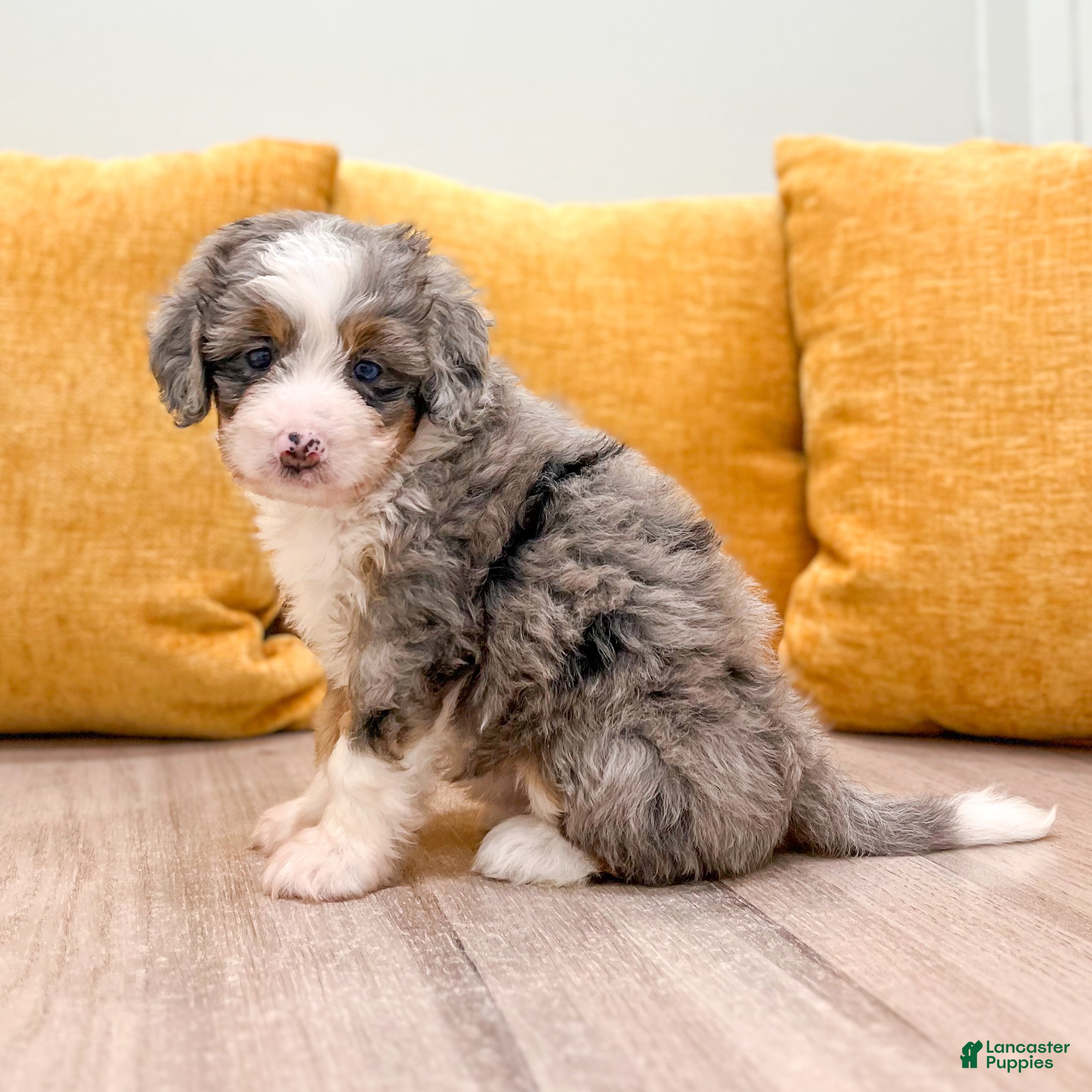 Mini Bernedoodle dogs Layla - Ad 1