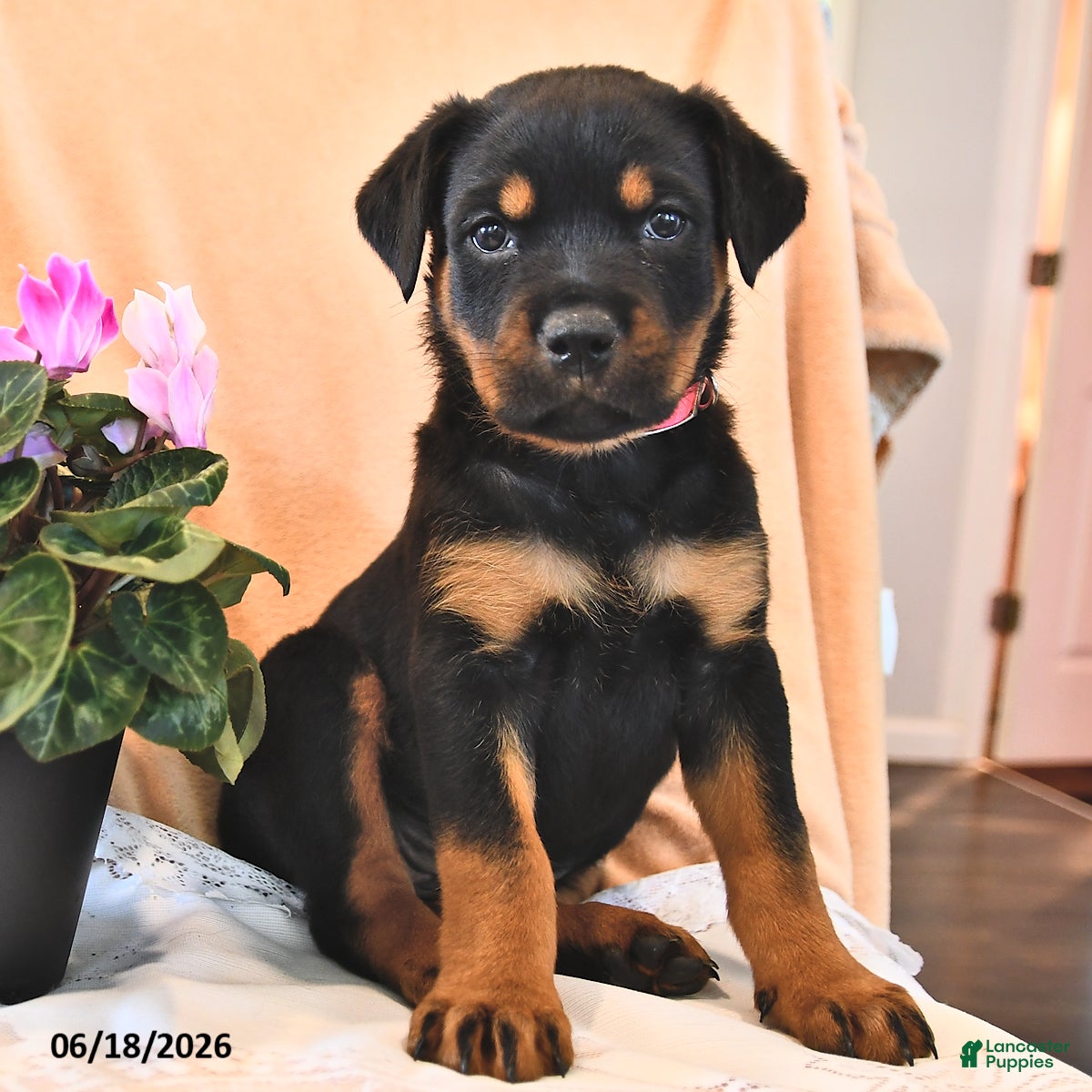 Rottweiler dogs Maggie - Ad 2