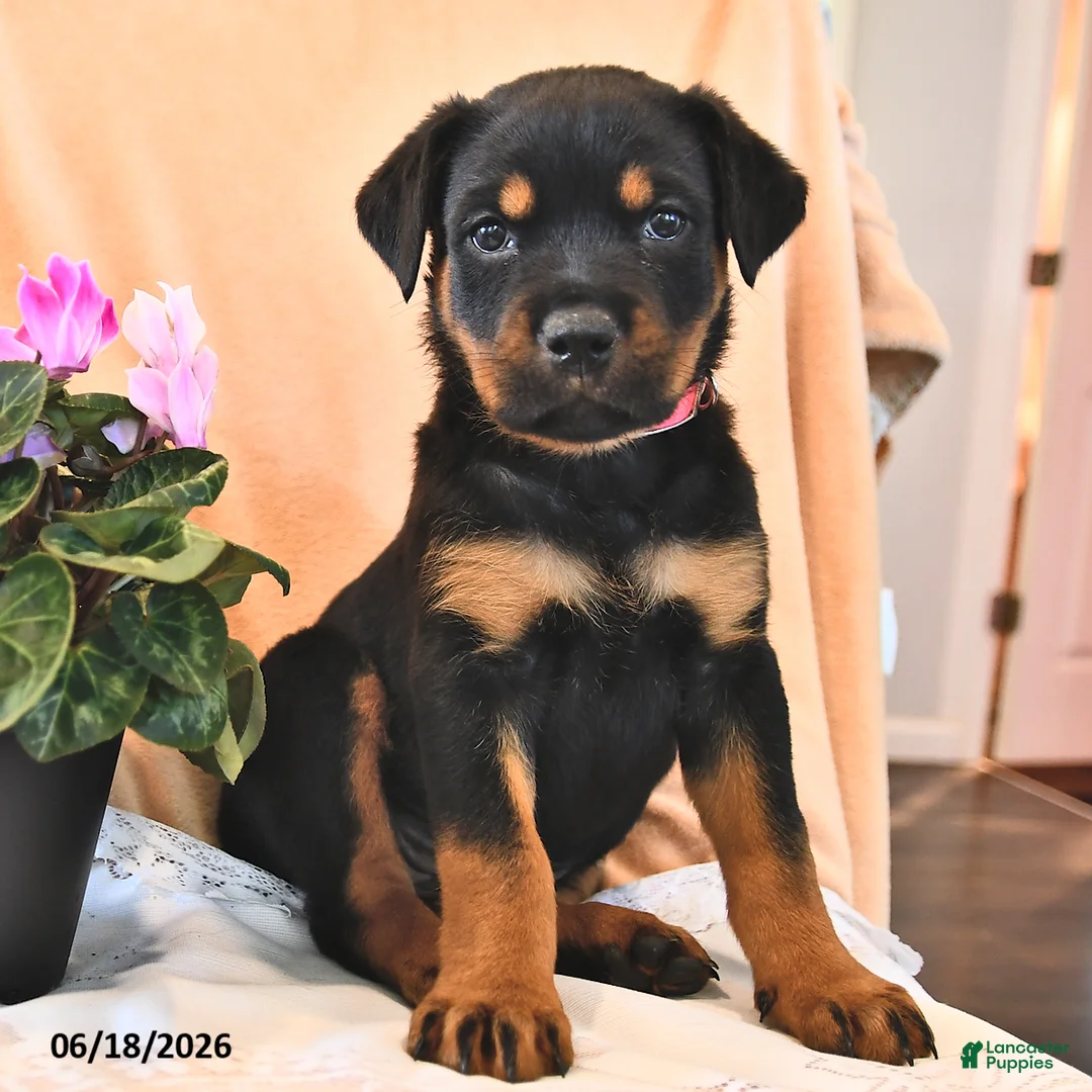 Rottweiler dogs for sale: Maggie - Ad 2