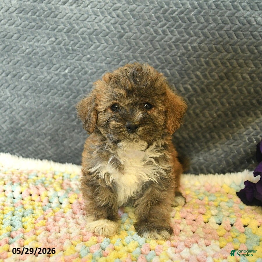 Maltipoo dogs Lily  - Ad 2
