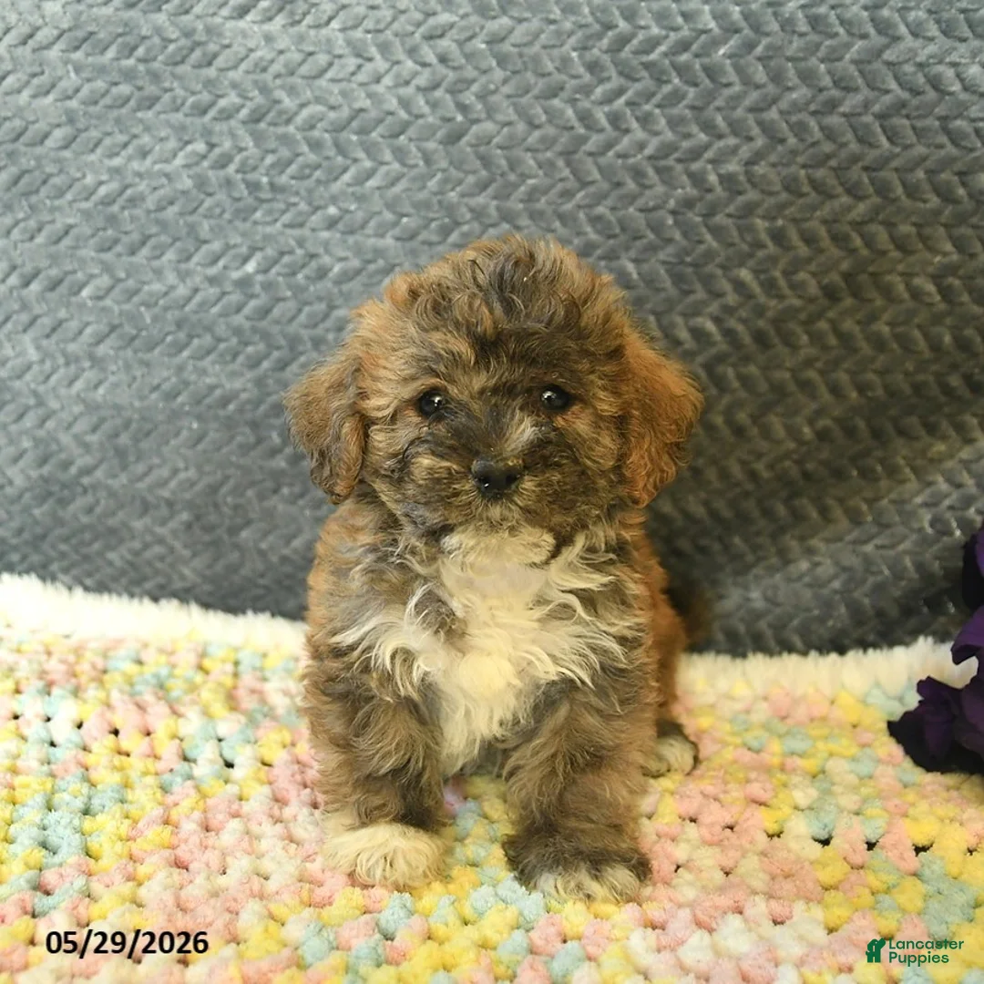 Maltipoo dogs for sale: Lily  - Ad 2